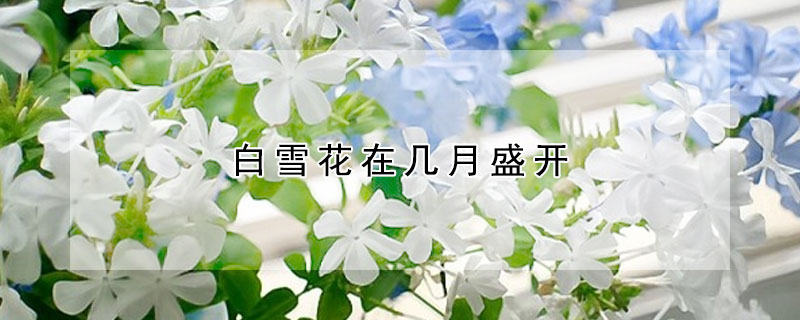 白雪花在幾月盛開