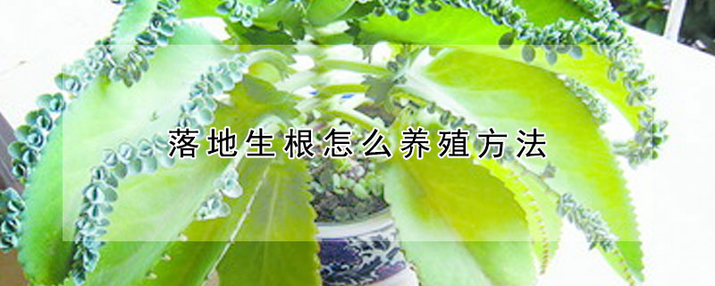 落地生根怎么養殖方法