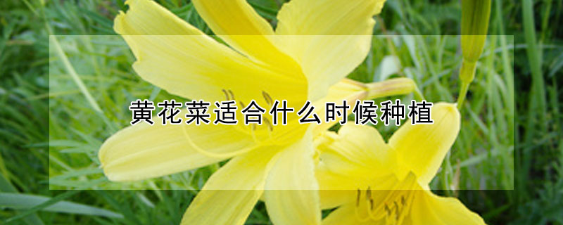 黃花菜適合什么時候種植