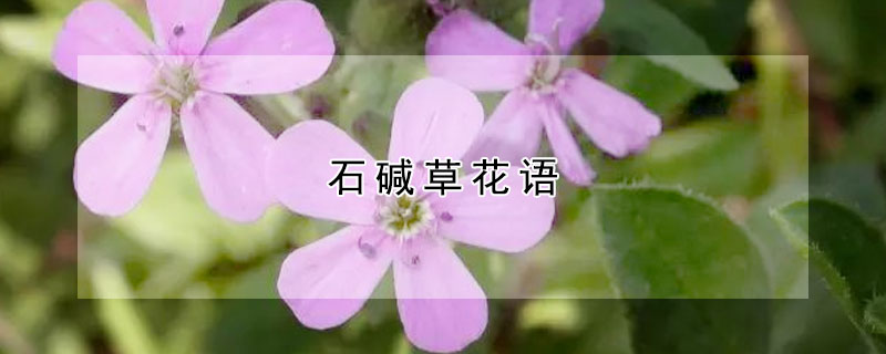 石堿草花語