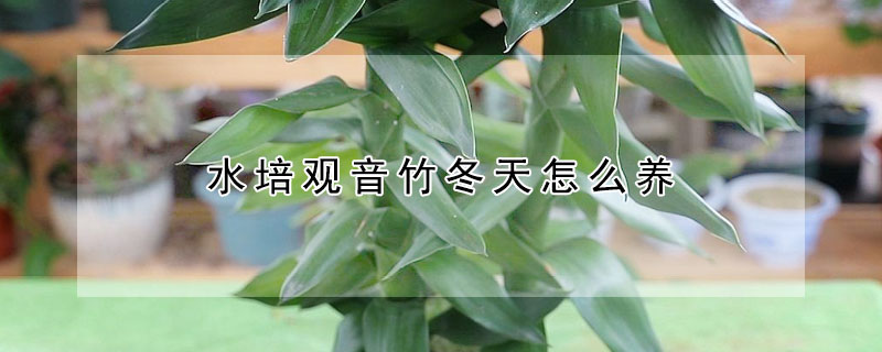 水培觀音竹冬天怎么養(yǎng)