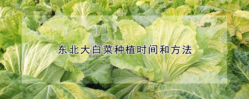 東北大白菜種植時間和方法