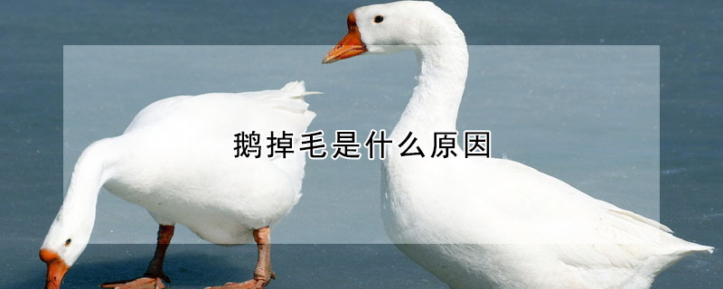 鵝掉毛是什么原因