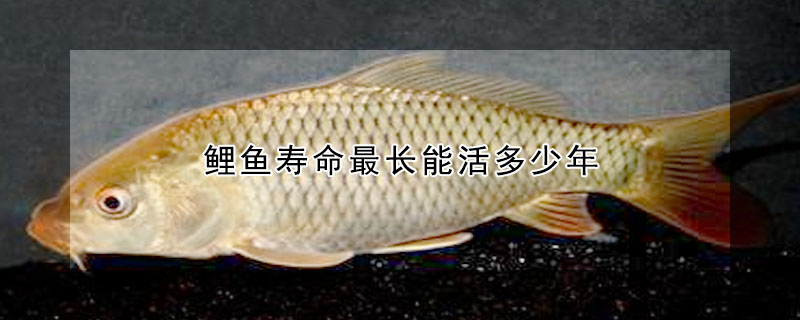 鯉魚壽命最長(zhǎng)能活多少年