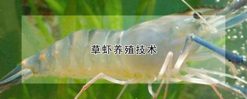 草蝦養(yǎng)殖技術(shù)