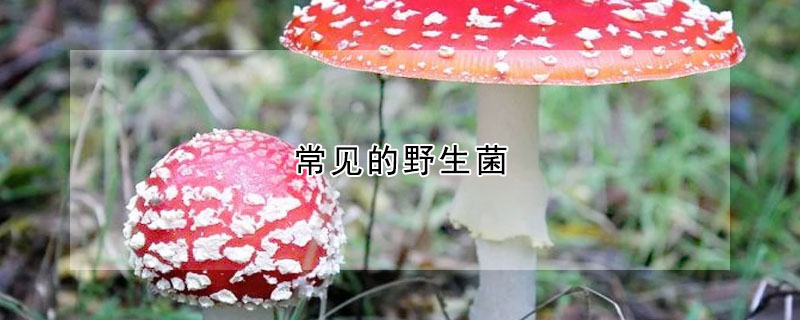 常見的野生菌