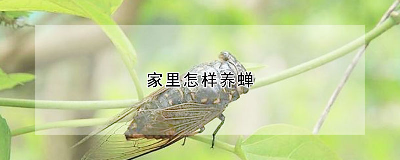 家里怎樣養(yǎng)蟬