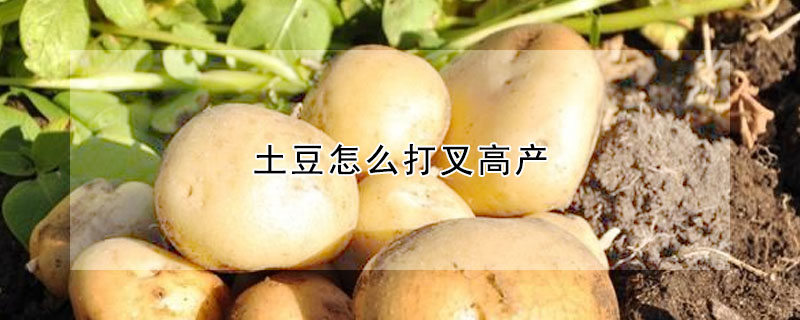 土豆怎么打叉高產