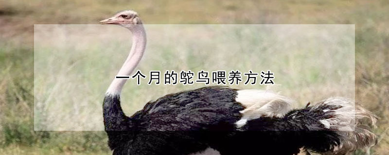 一個(gè)月的鴕鳥(niǎo)喂養(yǎng)方法