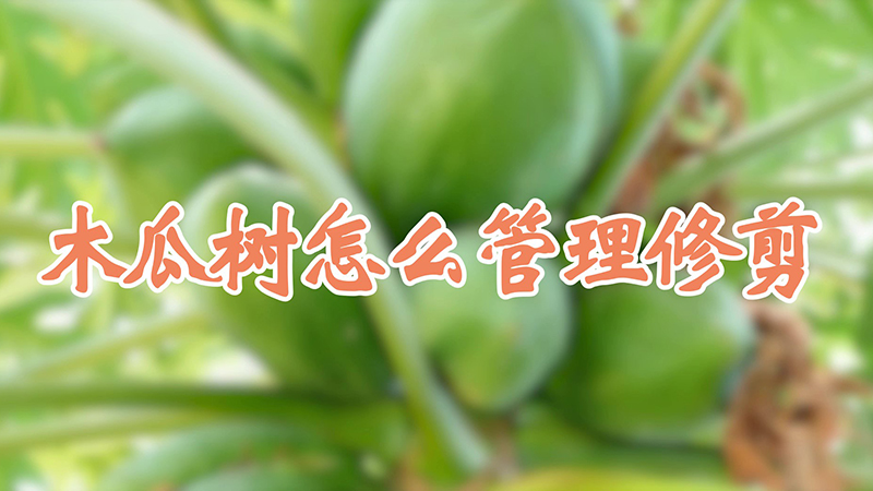 木瓜樹怎么管理修剪