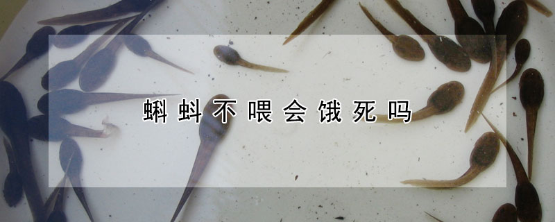 蝌蚪不喂會(huì)餓死嗎