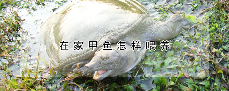 在家甲魚怎樣喂養