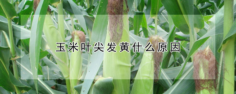 玉米葉尖發(fā)黃什么原因