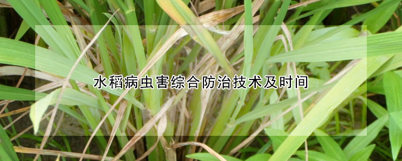 水稻病蟲害綜合防治技術(shù)及時(shí)間