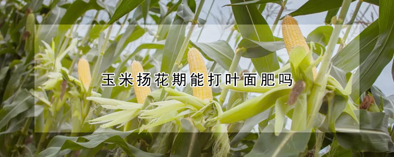 玉米揚(yáng)花期能打葉面肥嗎