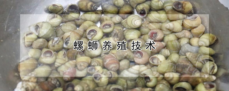 螺螄養(yǎng)殖技術(shù)