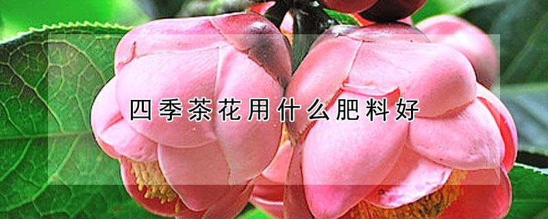 四季茶花用什么肥料好