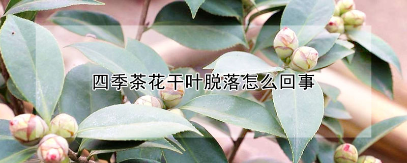 四季茶花干葉脫落怎么回事