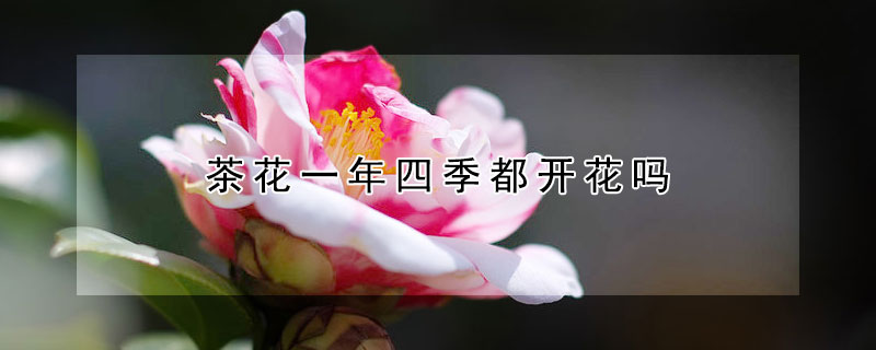 茶花一年四季都開(kāi)花嗎