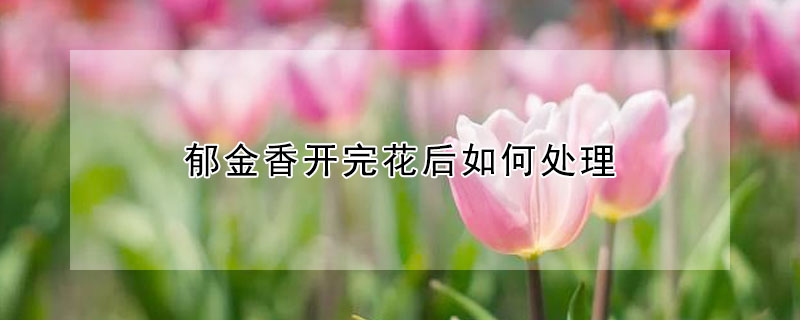 郁金香開完花后如何處理