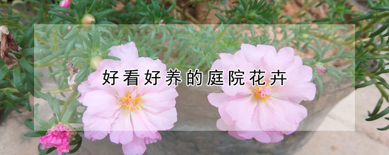 好看好養的庭院花卉