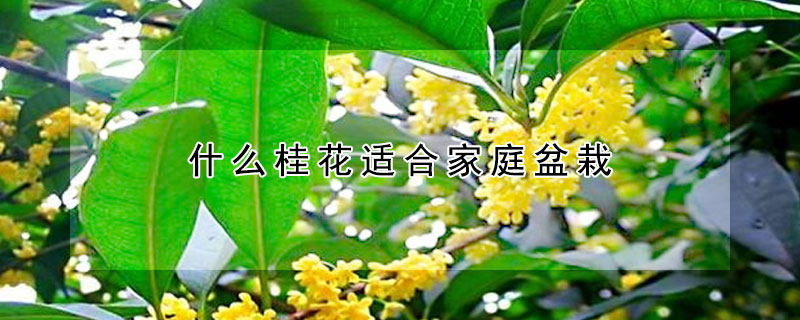 什么桂花適合家庭盆栽