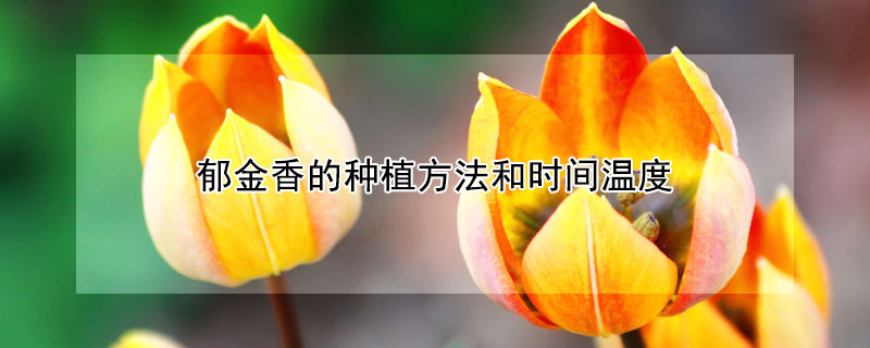 郁金香的種植方法和時間溫度