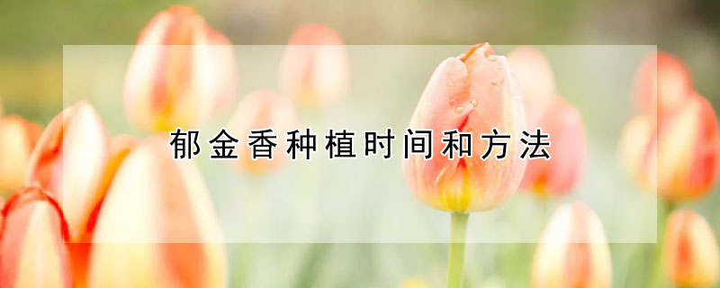 郁金香種植時間和方法