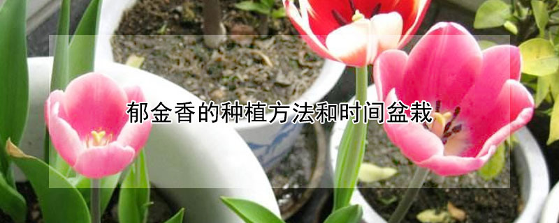 郁金香的種植方法和時間盆栽