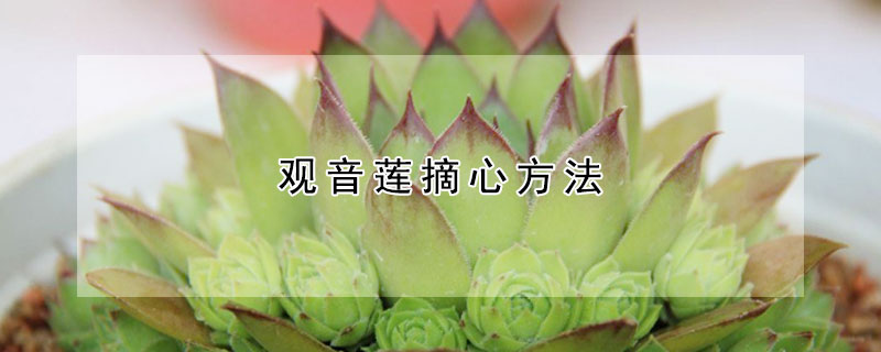 觀音蓮摘心方法