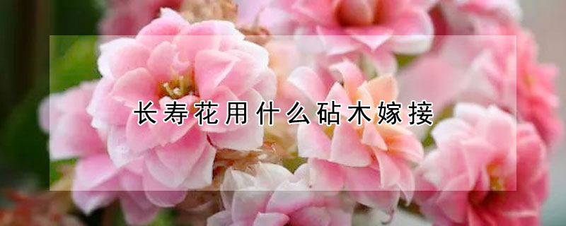 長(zhǎng)壽花用什么砧木嫁接