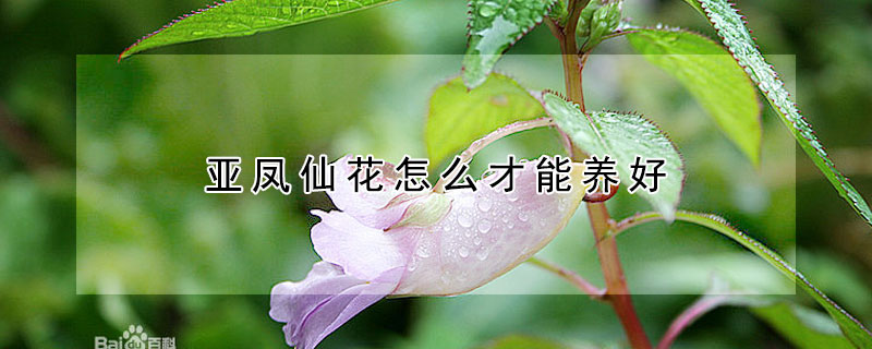 亞鳳仙花怎么才能養好