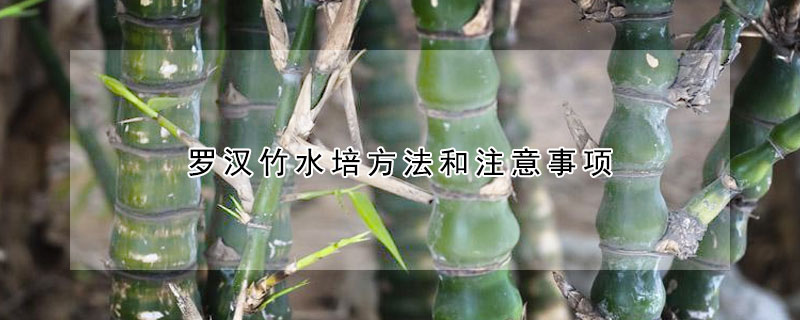 羅漢竹水培方法和注意事項