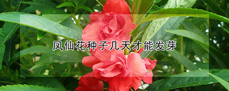 鳳仙花種子幾天才能發(fā)芽