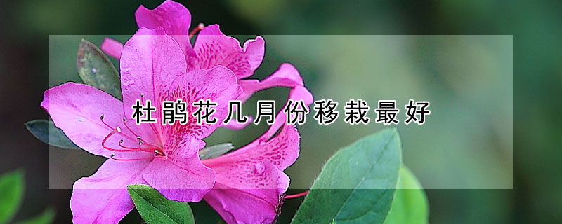 杜鵑花幾月份移栽最好