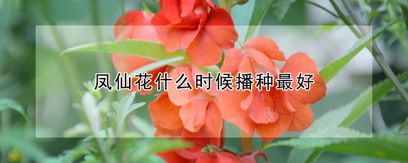 鳳仙花什么時候播種最好