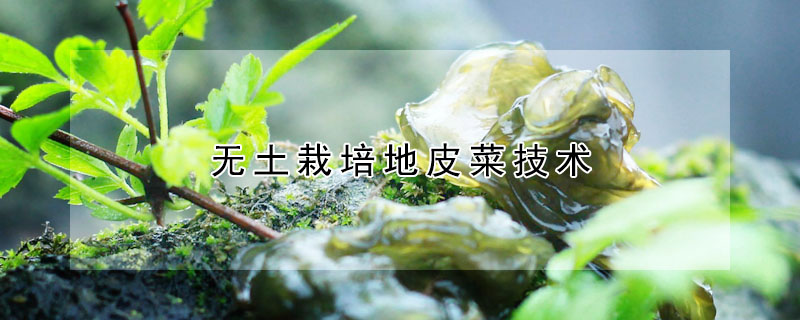 無土栽培地皮菜技術(shù)