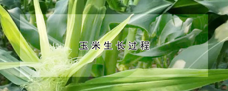 玉米生長(zhǎng)過(guò)程