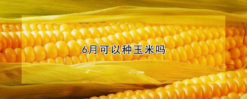 6月可以種玉米嗎