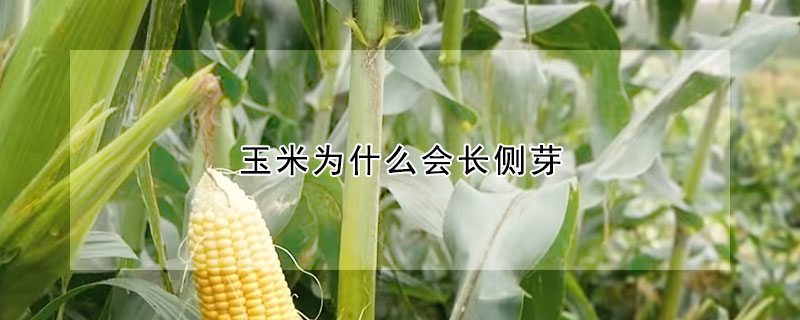 玉米為什么會(huì)長(zhǎng)側(cè)芽