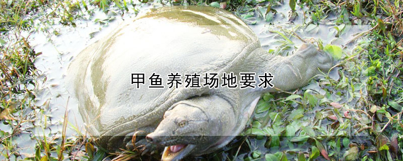 甲魚(yú)養(yǎng)殖場(chǎng)地要求