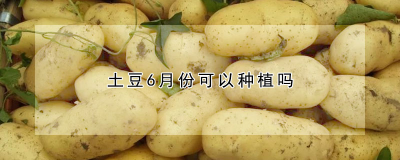 土豆6月份可以種植嗎