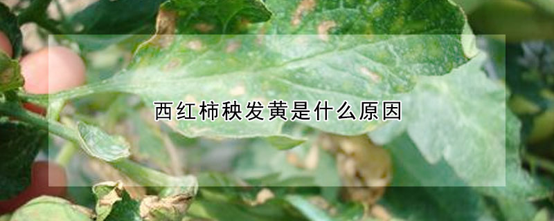 西紅柿秧發黃是什么原因