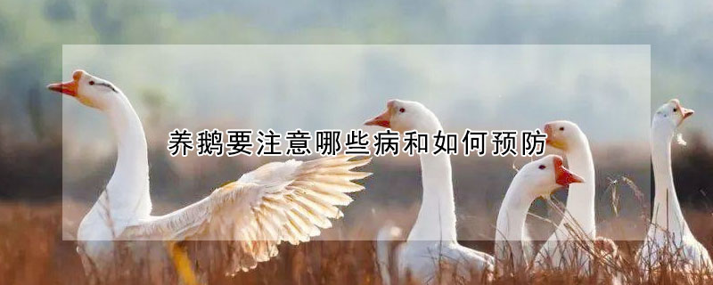 養(yǎng)鵝要注意哪些病和如何預(yù)防