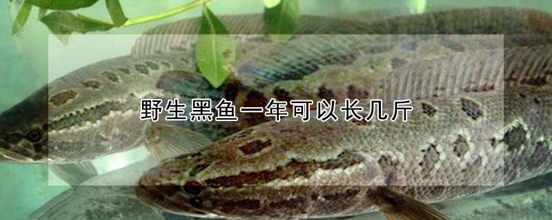 野生黑魚(yú)一年可以長(zhǎng)幾斤