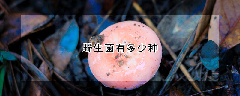 野生菌有多少種