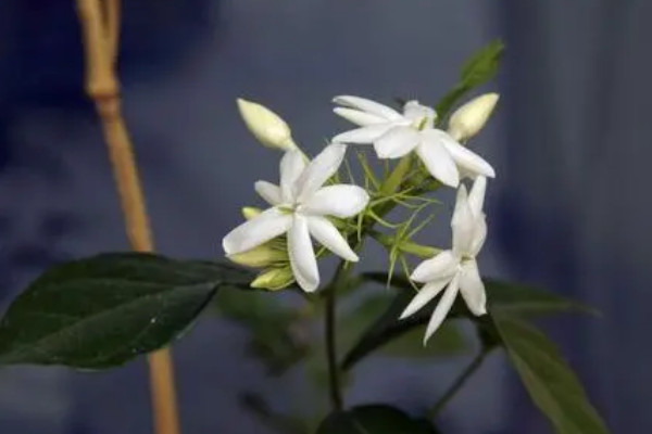 茉莉的風(fēng)水 家里種茉莉的風(fēng)水