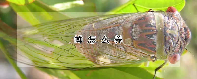 蟬怎么養(yǎng)