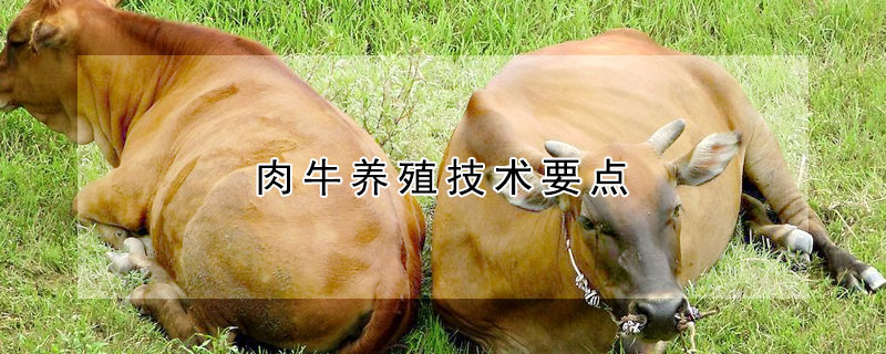 肉牛養(yǎng)殖技術(shù)要點(diǎn)