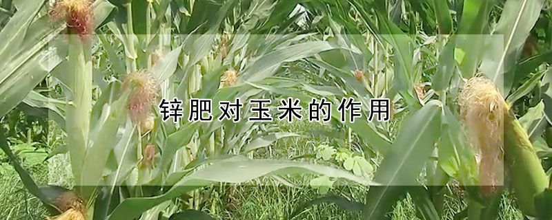 鋅肥對(duì)玉米的作用